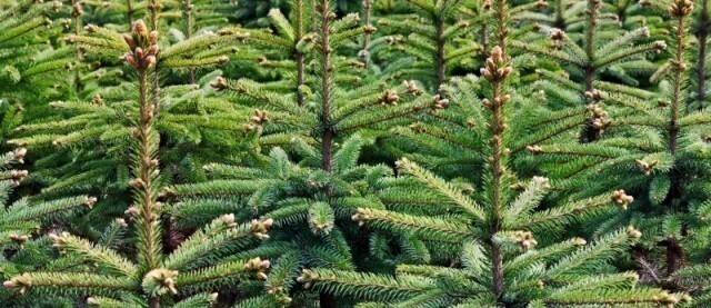 VERKOOP KERSTBOMEN | Openingstijden